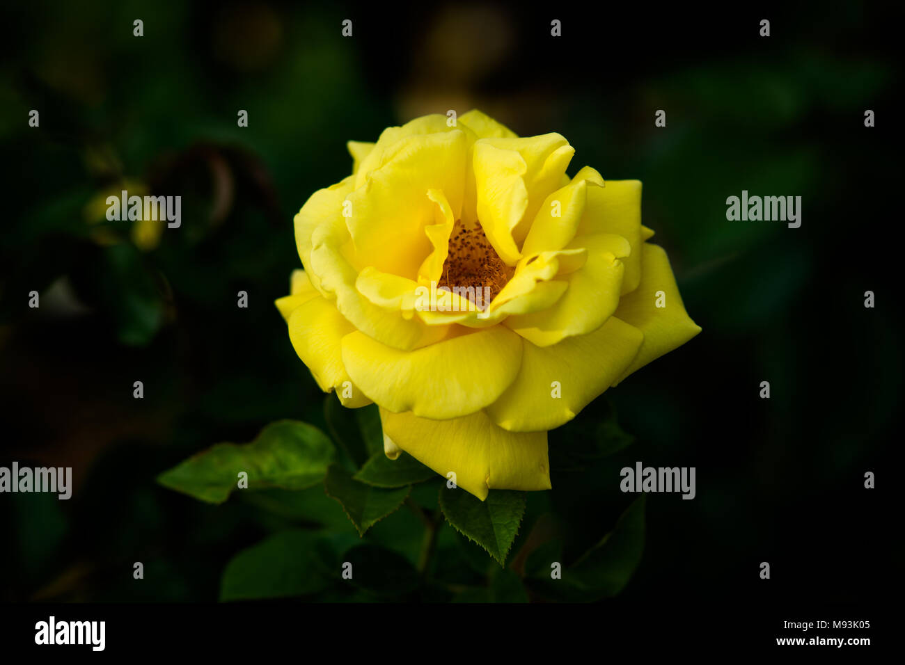 Yellow Dog Rose Blume, dunkelgrünen Hintergrund. Low Key Foto Stockfoto