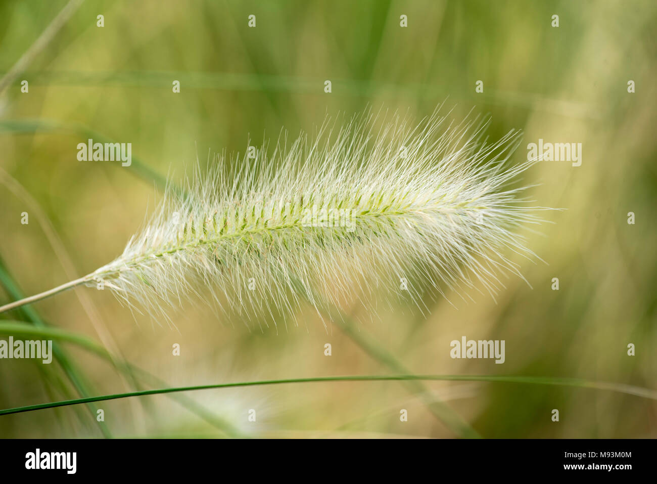 Pennisetum alopecuroides manchmal als Pennstripe, eine australische Nicht-invasives Gras bekannt Stockfoto