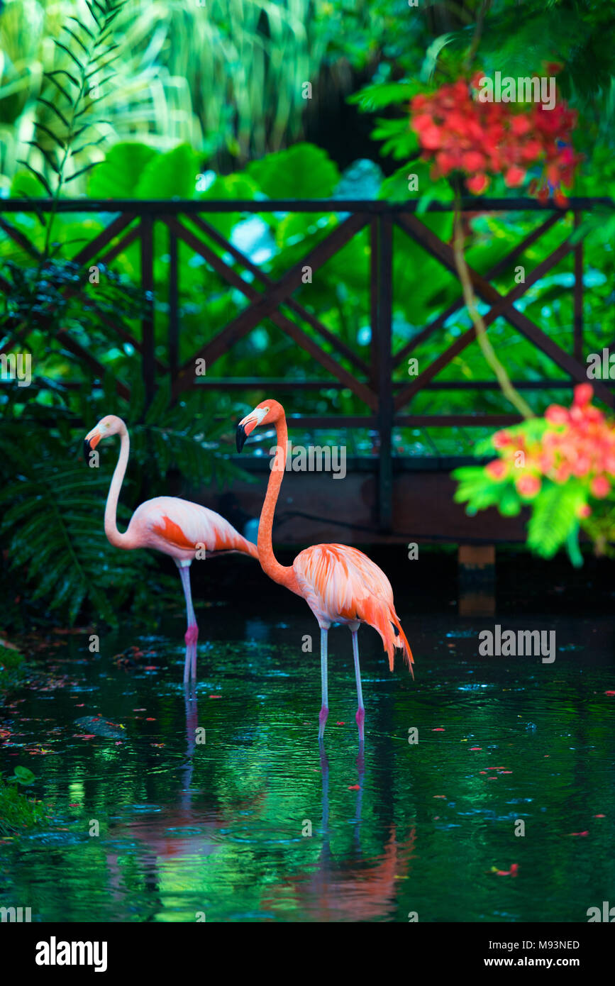 Die rosa Karibik flamingo geht auf dem Wasser. Rosa flamingo geht auf einen Sumpf Stockfoto
