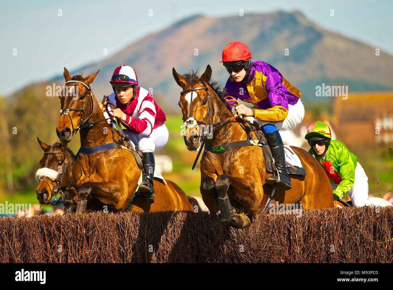 Jockeys racing Bay pferde über Hürde Zäune an Eyton auf Severn in Ostern Punkt-zu-Punkt, mit dem wrekin Berg im Hintergrund Stockfoto