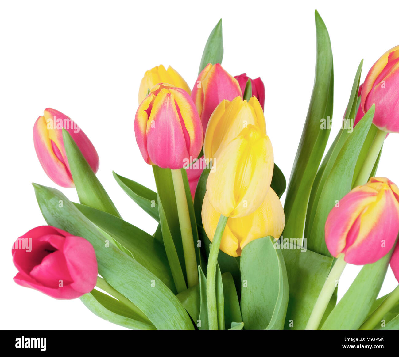 In der Nähe von ein paar helle Frühling Tulpen in rosa und gelben Farbtönen mit grünen Blättern. Auf weissem Hintergrund. Stockfoto