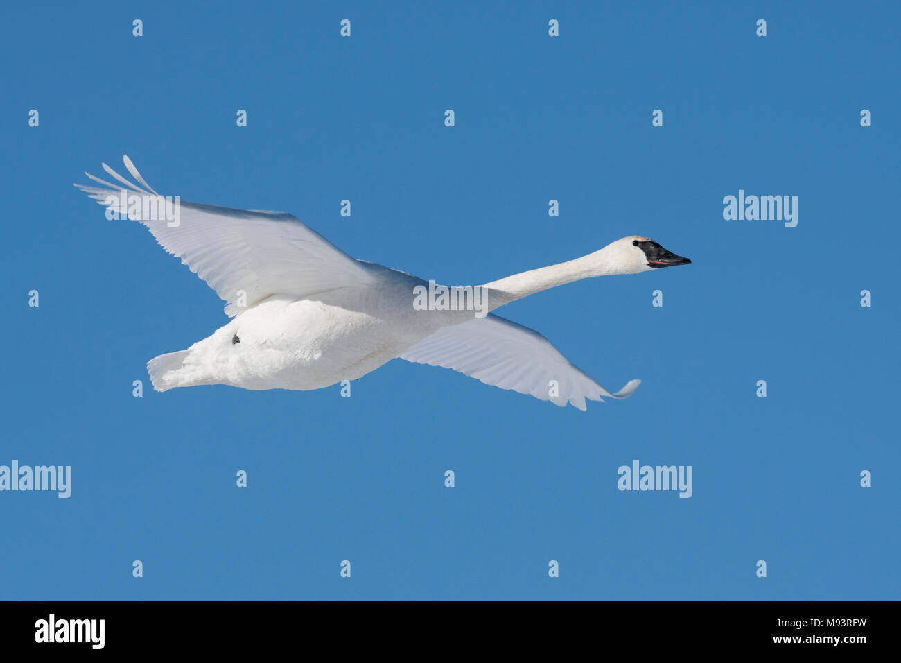 Trompeter Schwan (Cygnus buccinator) im Flug, WI, USA, Anfang Januar, von Dominique Braud/Dembinsky Foto Assoc Stockfoto