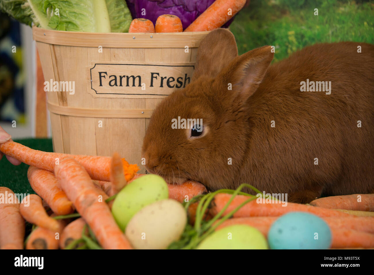 Osterhase rot Thrianta kaninchen mit Bauernhof frische Karotten und Feder farbige Ostereier Stockfoto