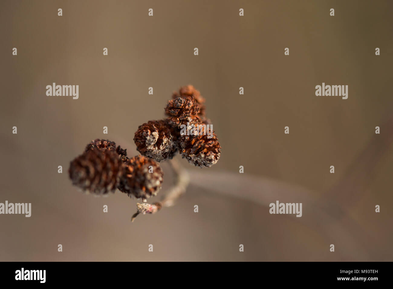 Diese winzigen getrocknet Kegel sind die Frucht einer grauen Erle (Alnus Incana). Stockfoto