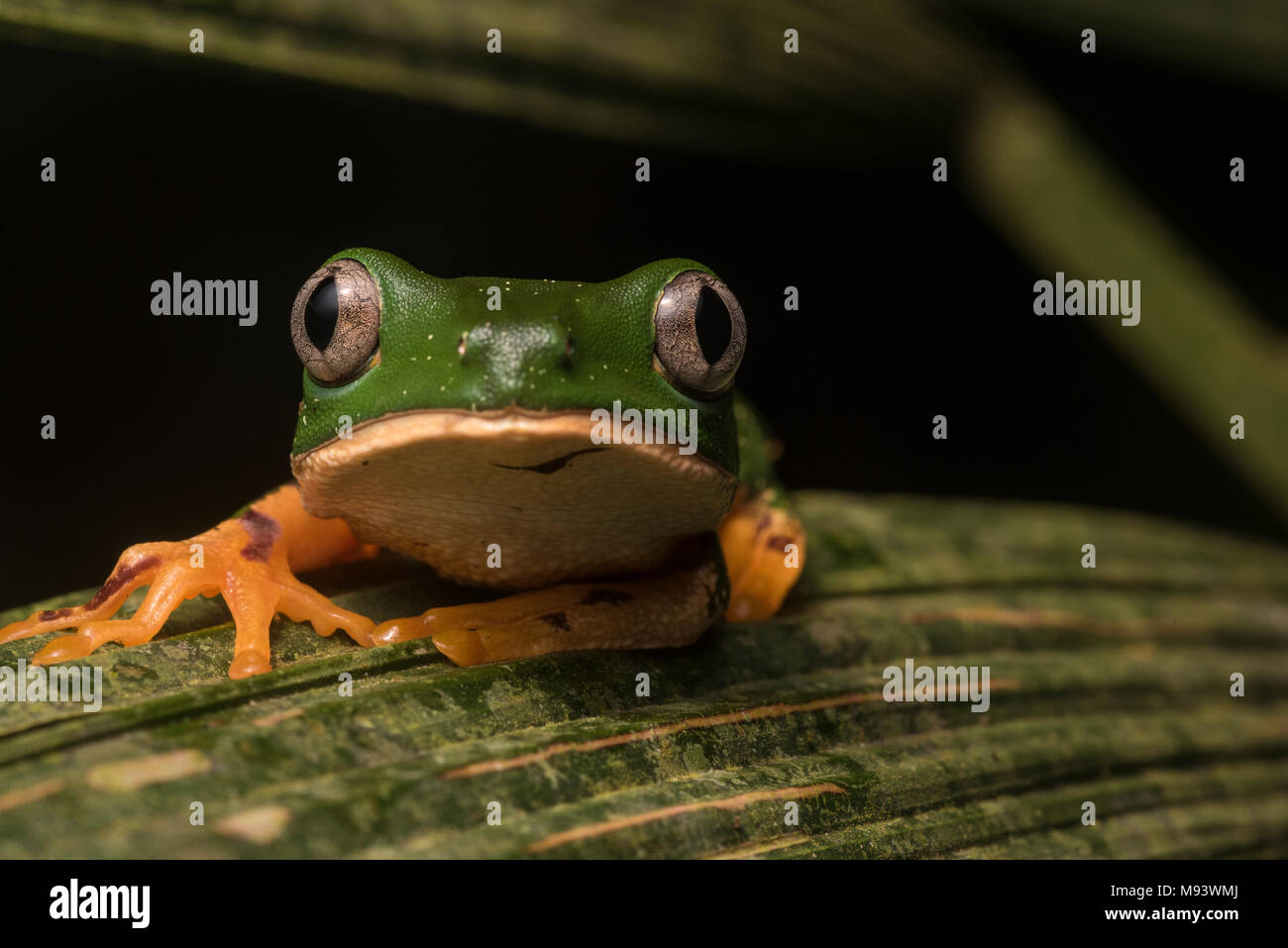 Eine Phyllomedusa (Callimedusa) tomopterna aus Peru Stockfotografie Alamy