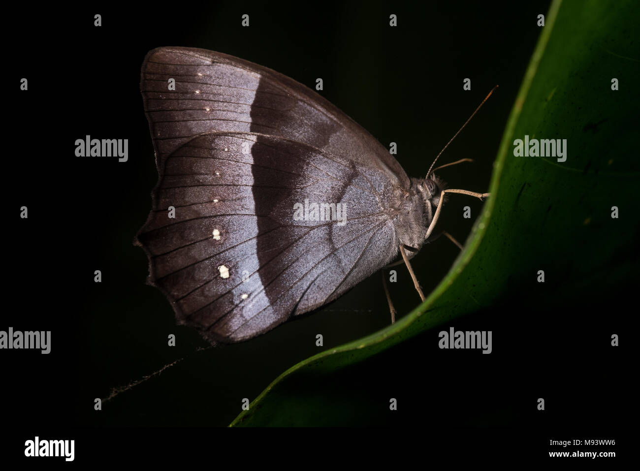 Irgendeine Art der Schmetterling der peruanischen Dschungel mit einem interessanten Farbpalette. Stockfoto