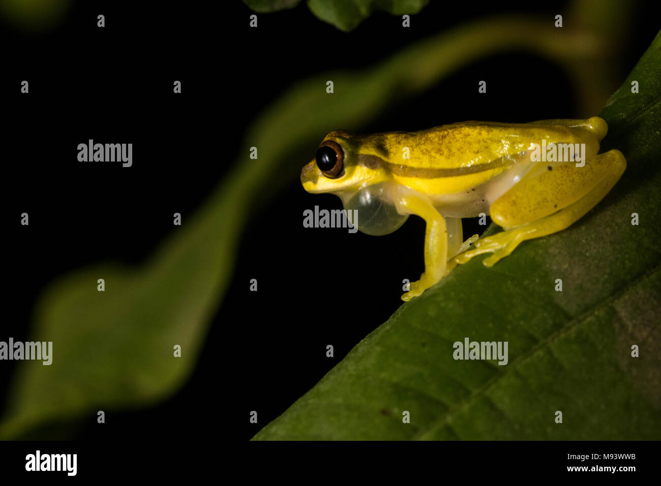 Der rote Rand Laubfrosch (Dendropsophus rhodopeplus) Männliche ruft einen Gehilfen anzuziehen. Stockfoto