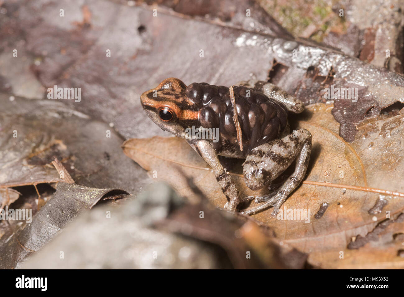 Ein männlicher Hyloxalus nexipus trägt seine Kaulquappen über den Waldboden in Peru. Stockfoto