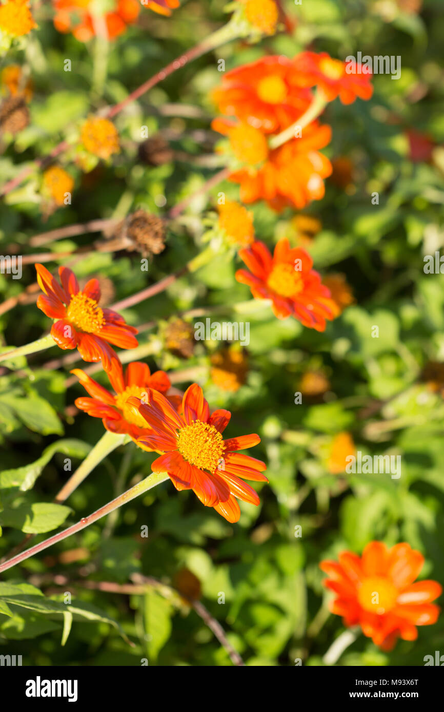 Orange Tithonia diversifolia Blume im Sonnenlicht Stockfoto