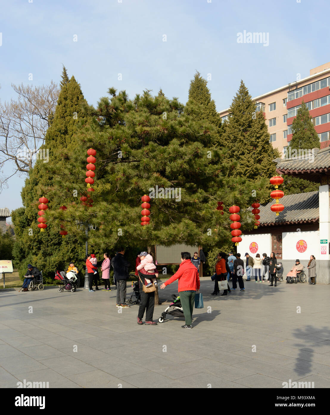 Laternen hängen von den Bäumen Tuanjiehu Park, Peking, China Stockfoto