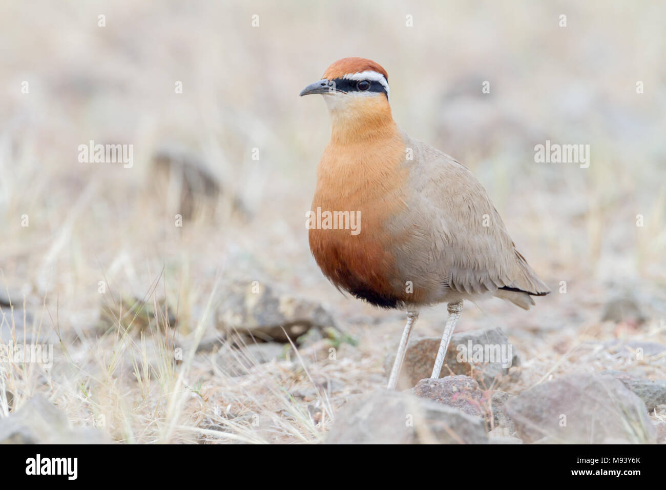 Die indische Renner (Cursorius coromandelicus) Im Grünland rund um Pune, Maharashtra, Indien Stockfoto