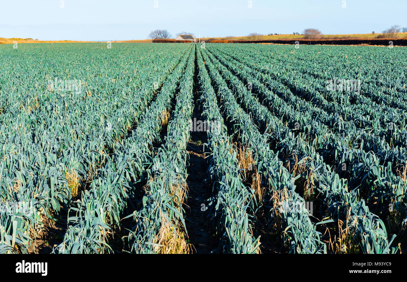 Bereich der Lauch in East Lothian, Schottland, Vereinigtes Königreich Stockfoto