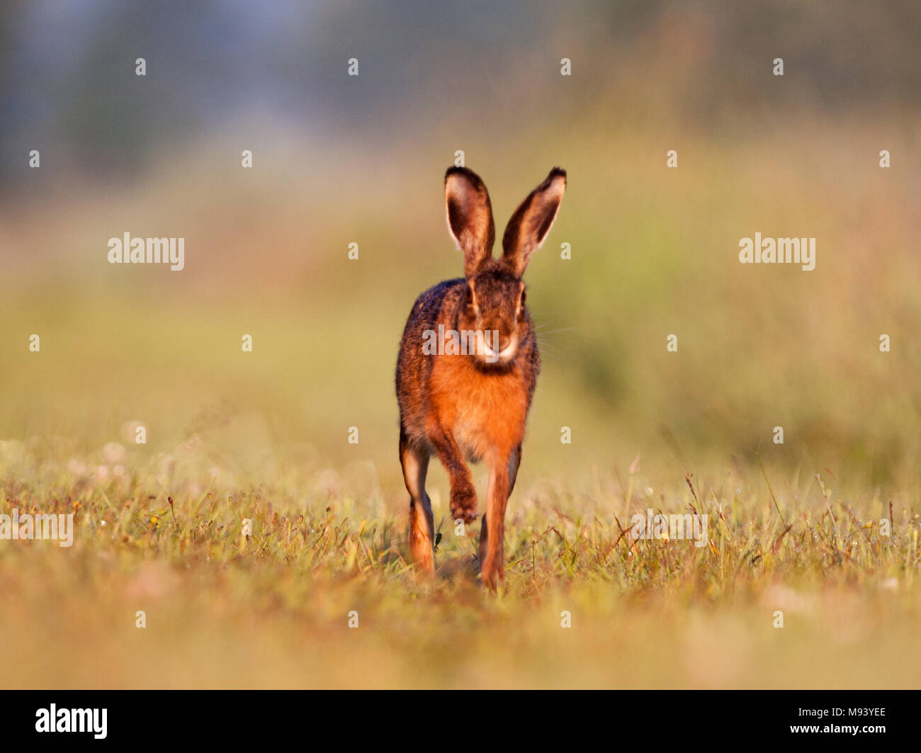 Hase läuft auf die Kamera Stockfoto