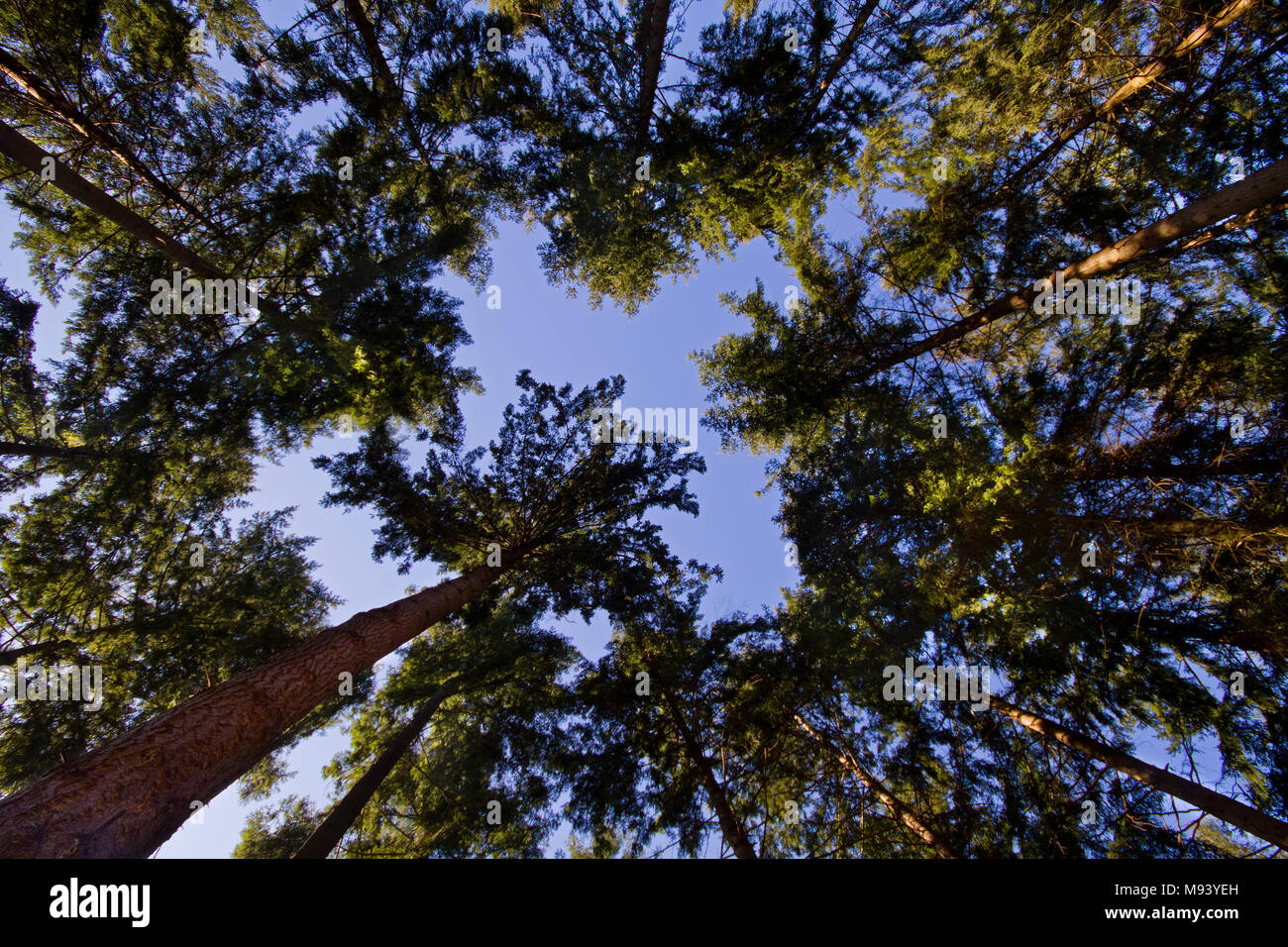 Hohen Kiefern vor blauem Himmel durch ein Weitwinkelobjektiv aus dem Waldboden gesehen Stockfoto