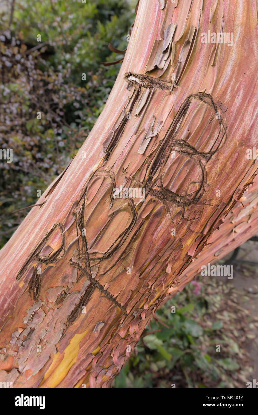 Buchstaben und Liebe Herz geschnitzt in der Rinde von einem Baumstamm in Großbritannien. Stockfoto