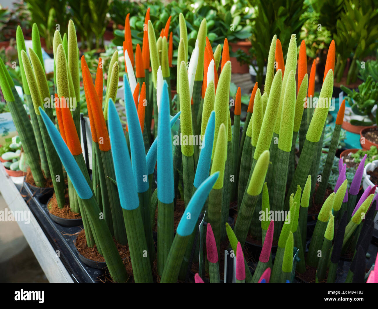 Fröhlich-farbigen Pflanzen für Ostern für den Verkauf in einem Gewächshaus Stockfoto