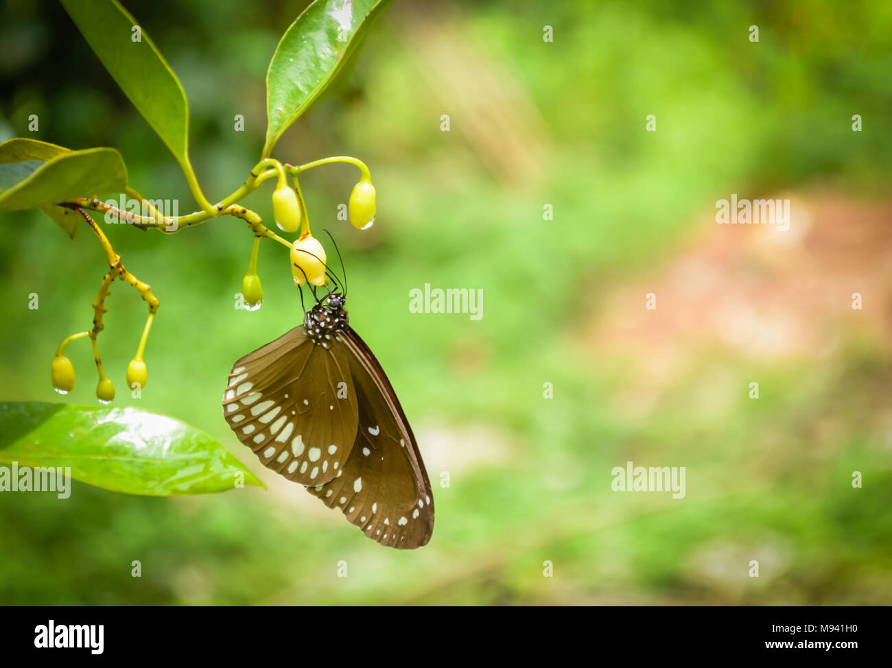 Braun Butterfly Schlemmen auf die frischesten Knospen rechts nach der Regenzeit Stockfoto