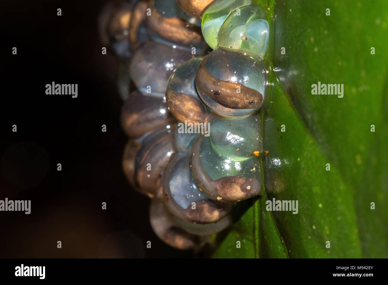 Frosch Eier - Goa, Indien Stockfoto