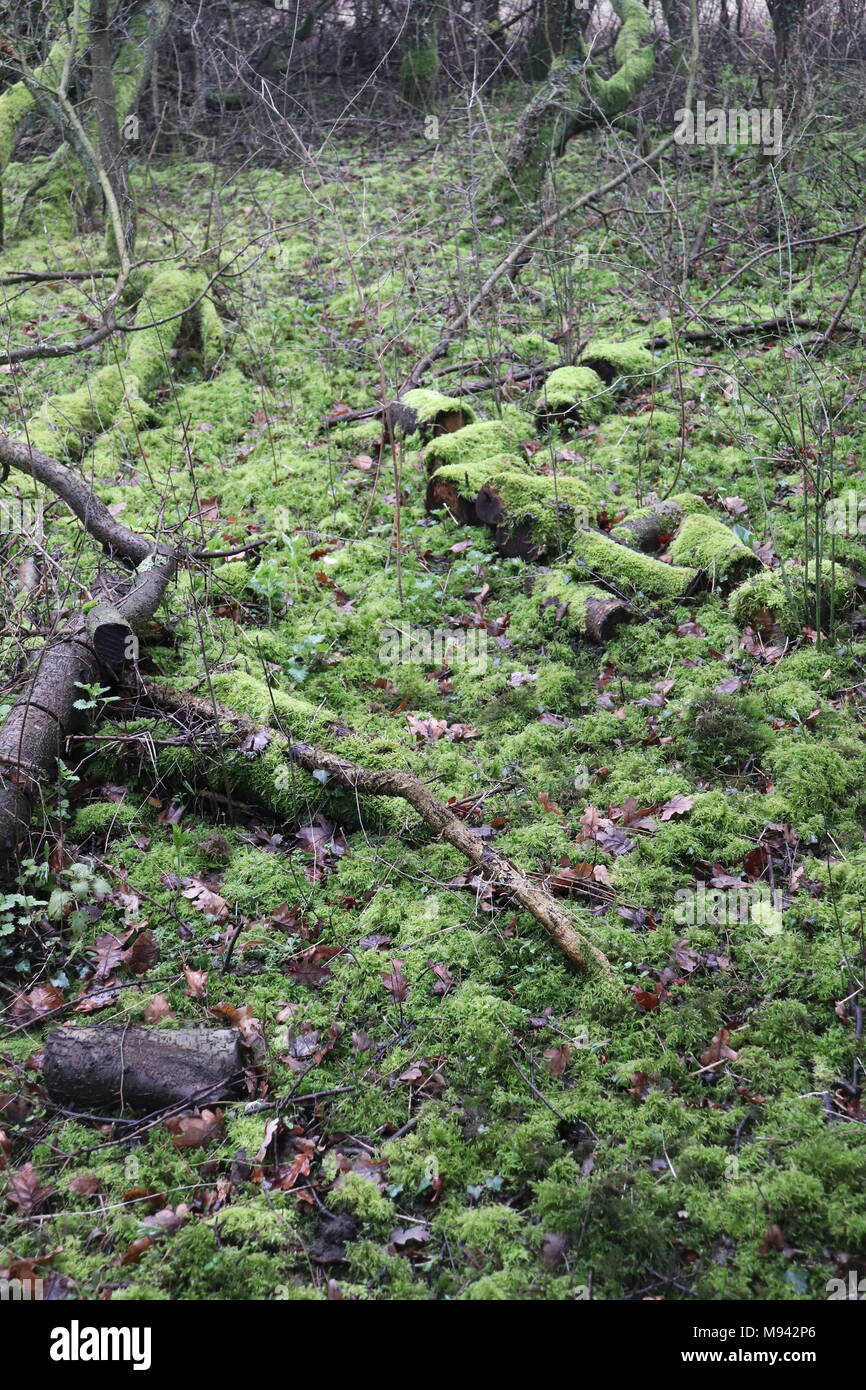 Einen umgestürzten Baum hat in Protokolle abgeschnitten wurde dann auf dem Waldboden links Lebensraum für wirbellose Tiere zu werden. Stockfoto