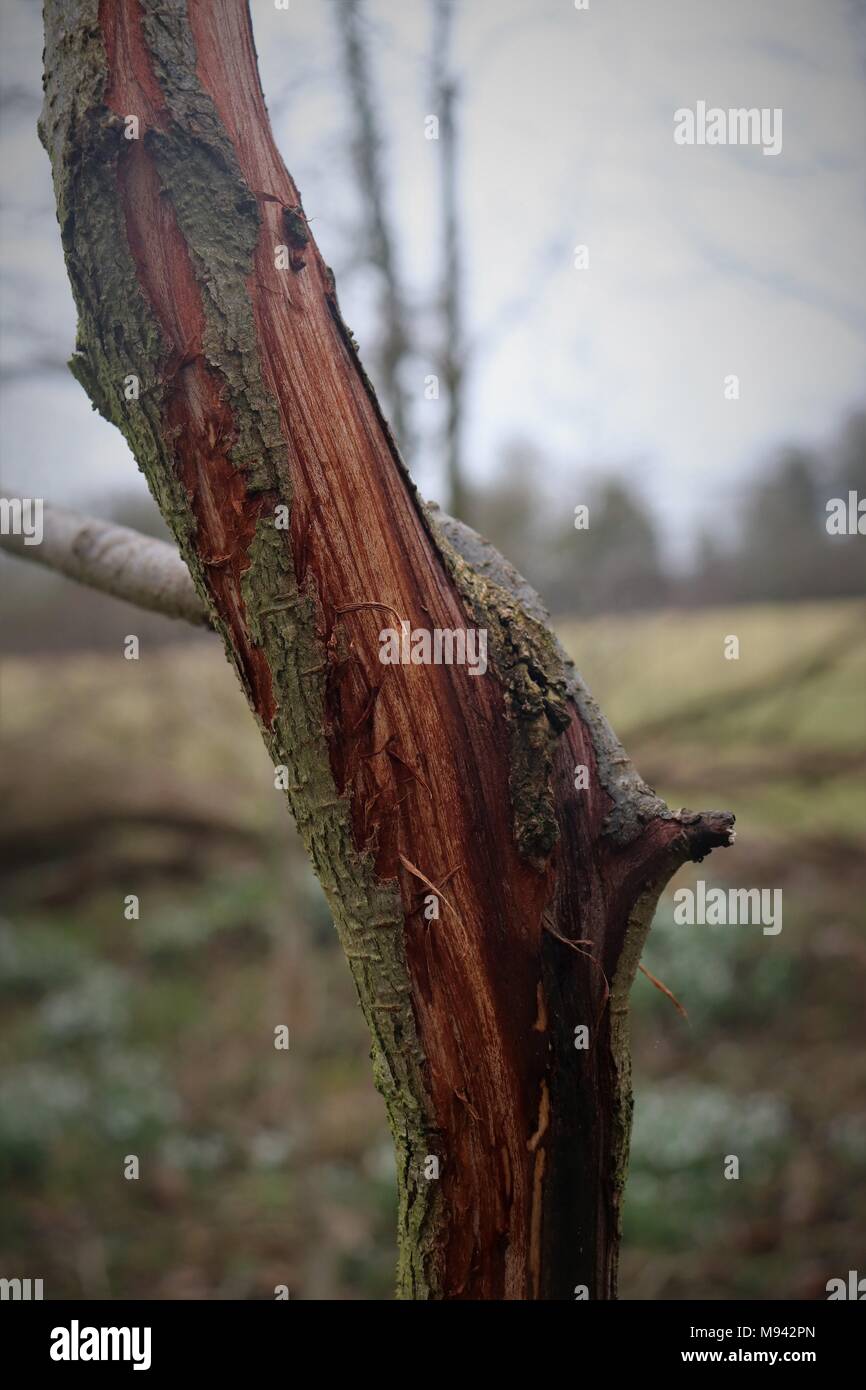Das Bingelkraut Mercurialis perennis in einem alten Wald in Suffolk UK Stockfoto