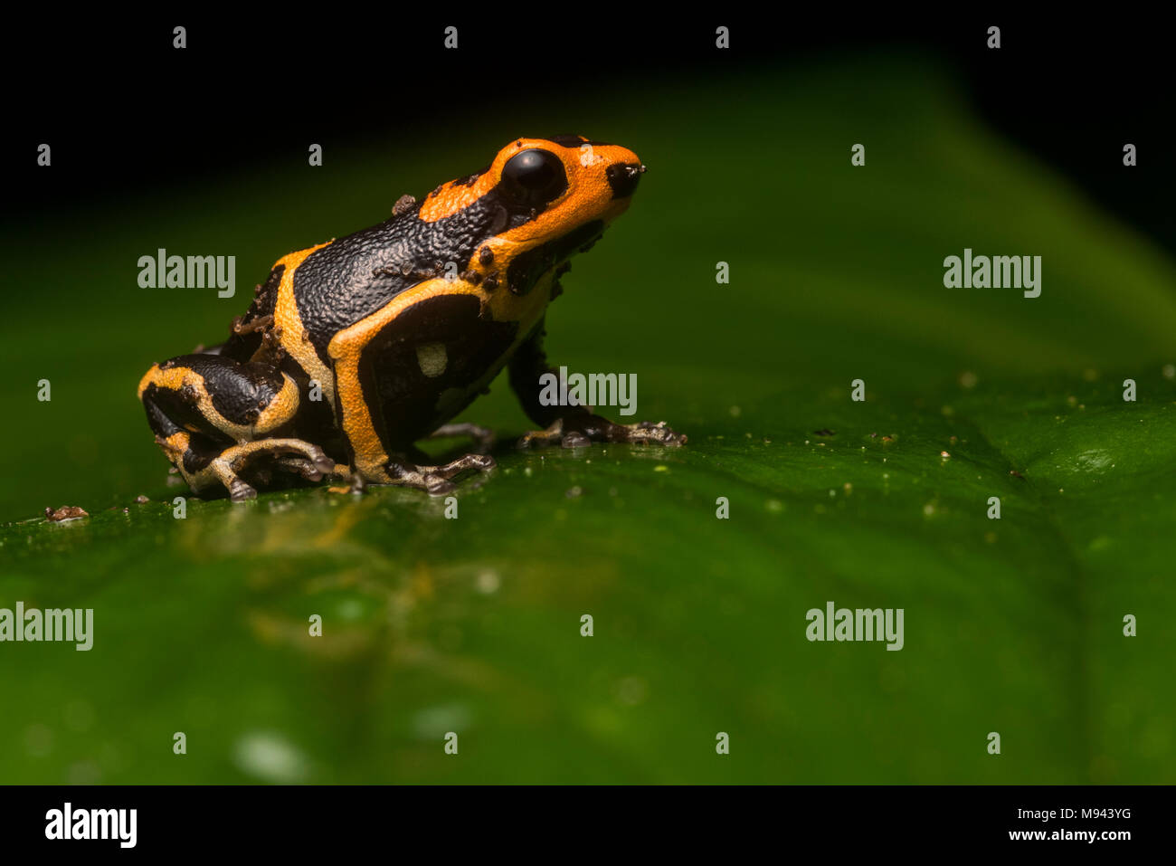 Die lowland Morph der Rothaarige Pfeilgiftfrosch (Ranitomeya fantastica) eine Art von Verlust von Lebensraum bedroht und Wilderei. Nur im Norden Perus gefunden. Stockfoto