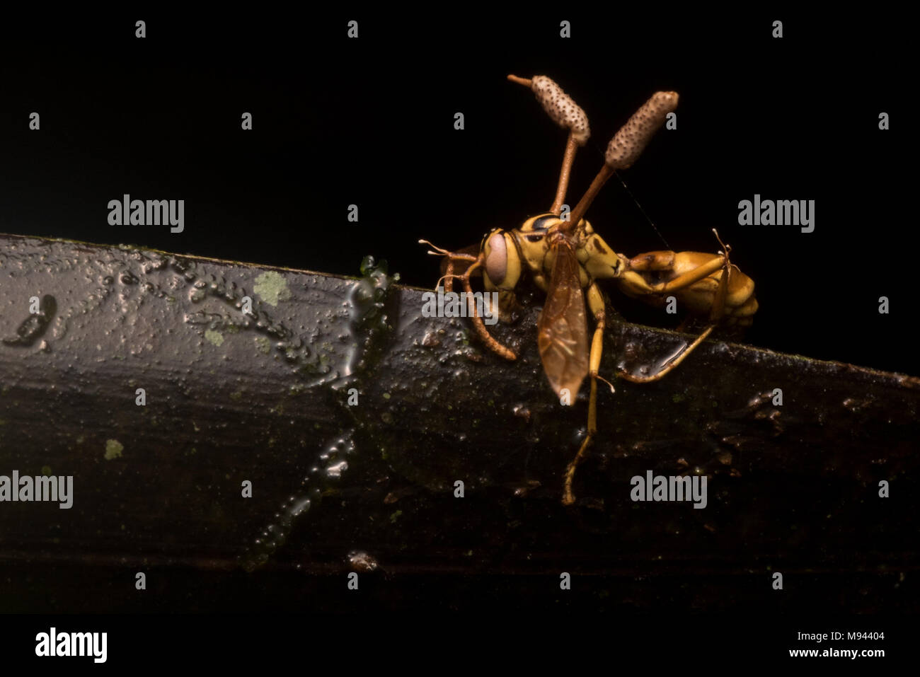 Ein Cordyceps Pilze übernommen hat und tötete eine Wespe in den peruanischen Dschungel. Stockfoto