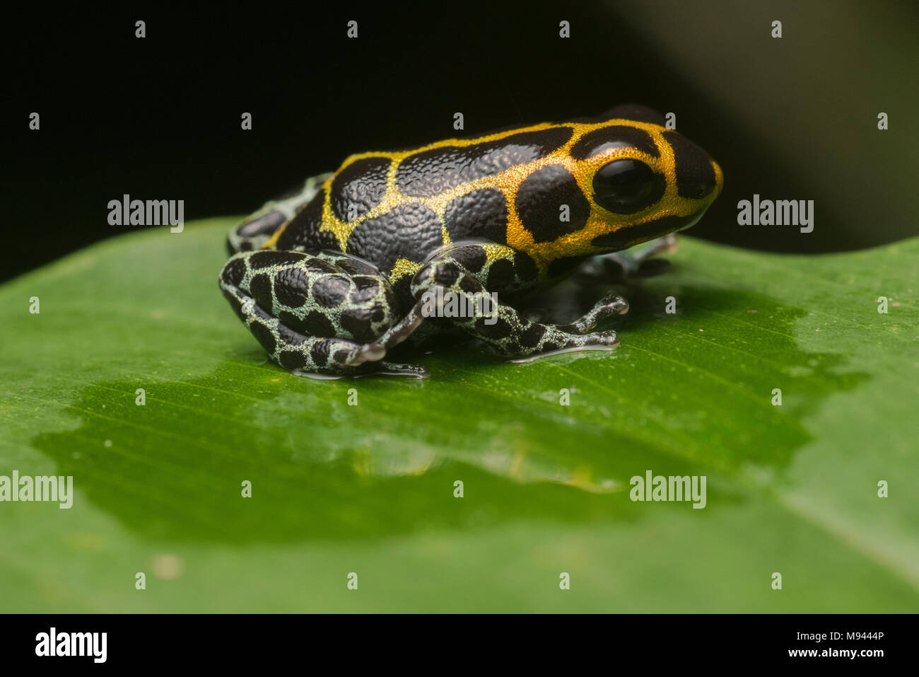 Pfeilgiftfrosch Mimic (Ranitomeya Imitator) auf ein Blatt in der Nacht, es ist ein mullerian Nachahmen von R. variabilis. Beide Arten sind giftig & gewinnen Gemeinschafts-Schutz. Stockfoto