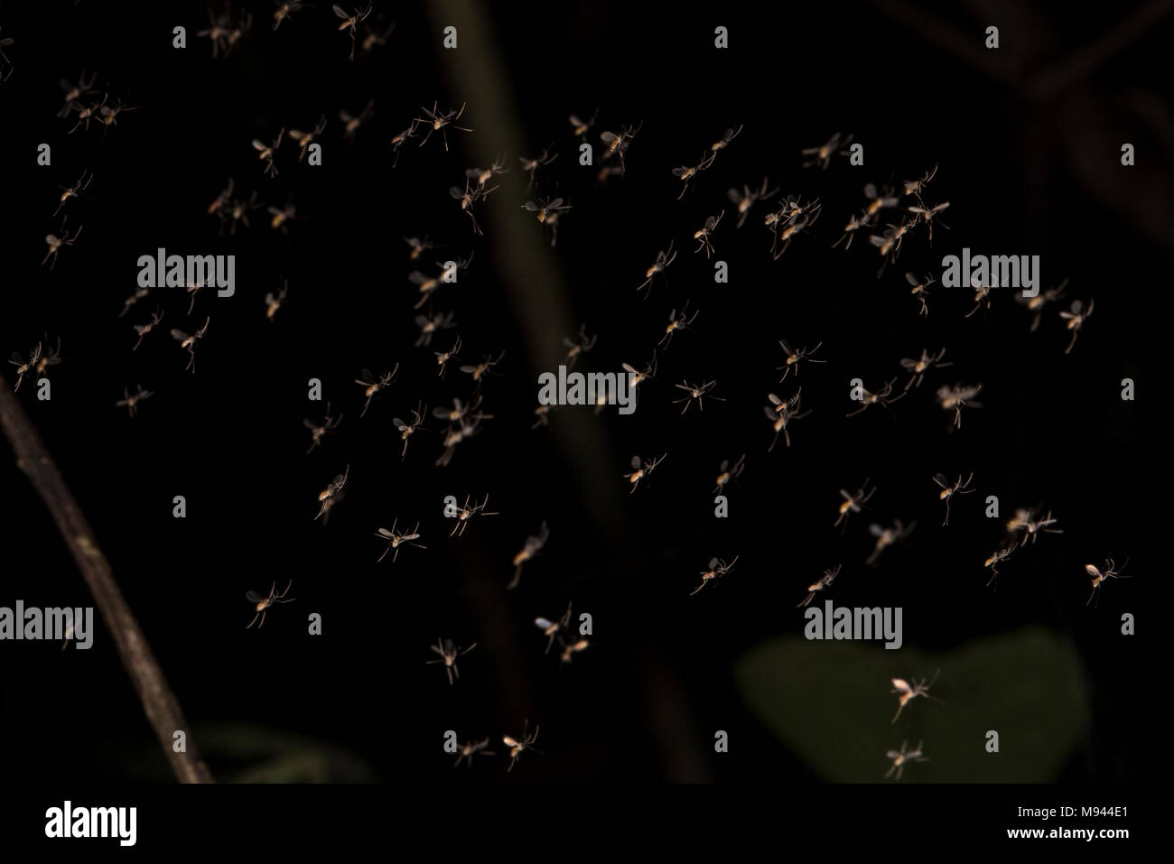 Ein Schwarm sandflies aus tropischen Peru. Ärgerlich auf ihren Selbst, sie sind auch Vektoren für die Leishmaniose. Stockfoto