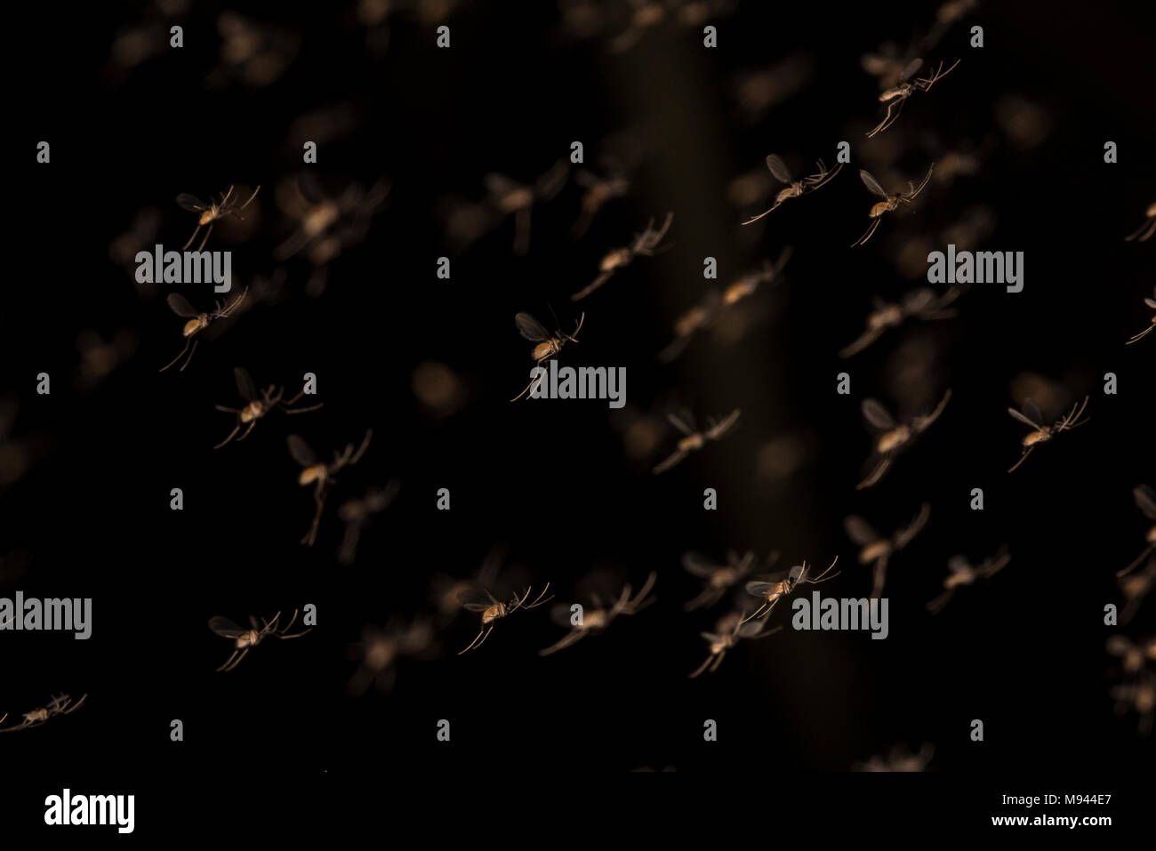 Ein Schwarm sandflies aus tropischen Peru. Ärgerlich auf ihren Selbst, sie sind auch Vektoren für die Leishmaniose. Stockfoto