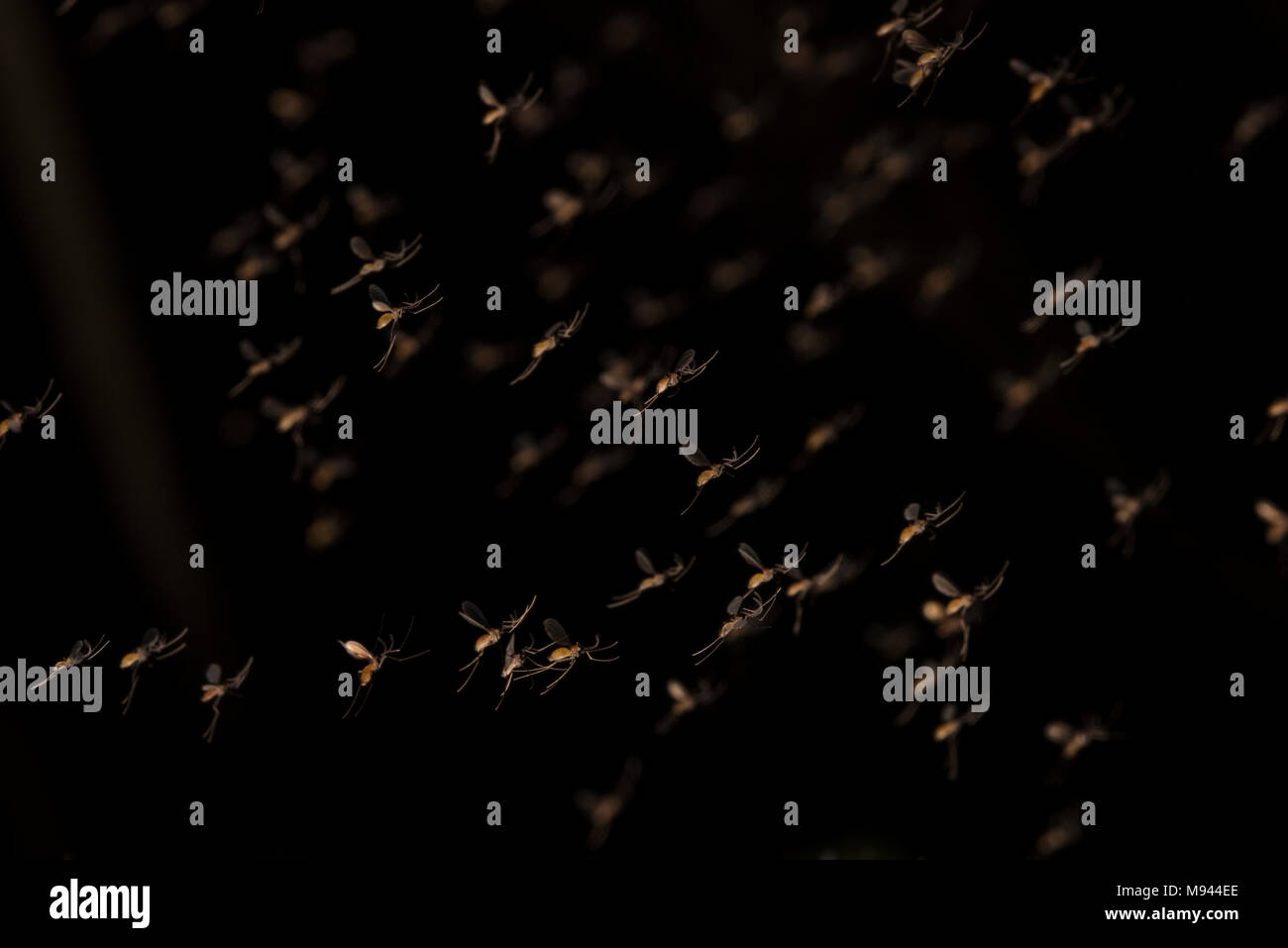 Ein Schwarm sandflies aus tropischen Peru. Ärgerlich auf ihren Selbst, sie sind auch Vektoren für die Leishmaniose. Stockfoto