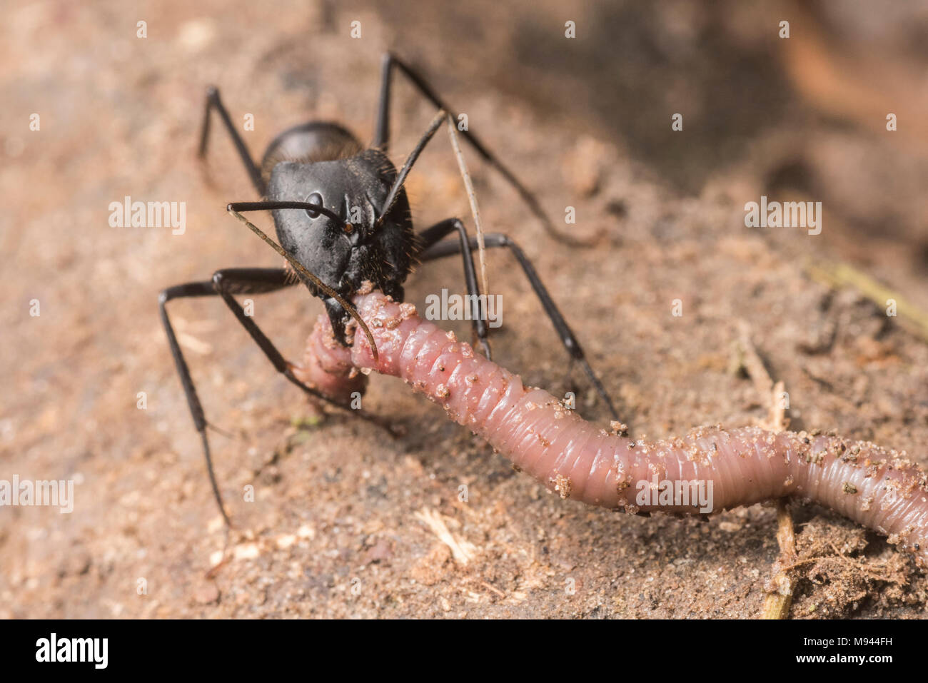 Ein räuberisches Ant greifen auf ein Wurm und kauen Sie mit seinen Kiefer, wird es ihn wieder an das Nest zu essen. Stockfoto
