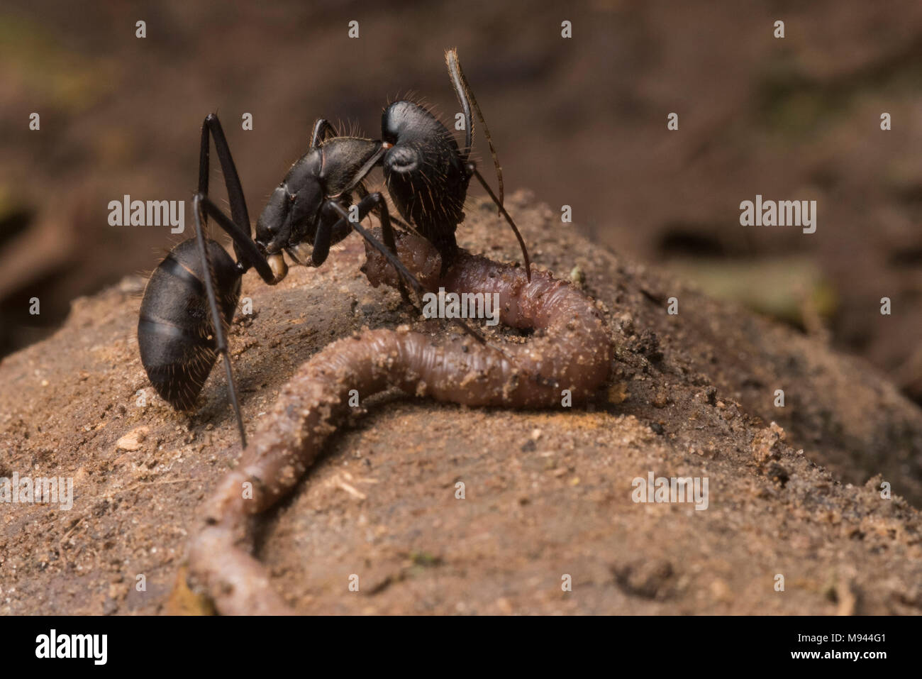 Ein räuberisches Ant greifen auf ein Wurm und kauen Sie mit seinen Kiefer, wird es ihn wieder an das Nest zu essen. Stockfoto