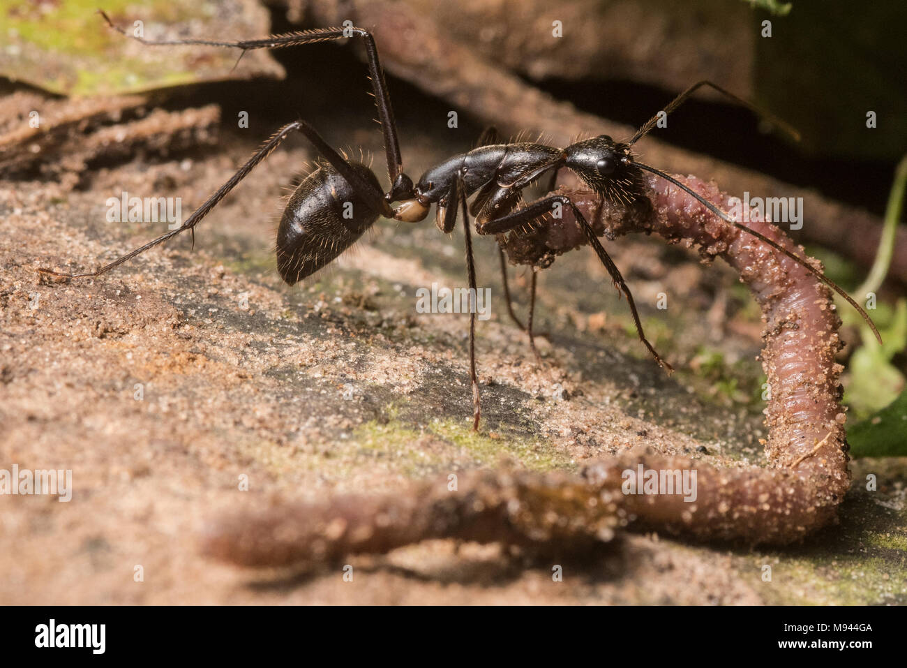 Ein räuberisches Ant greifen auf ein Wurm und kauen Sie mit seinen Kiefer, wird es ihn wieder an das Nest zu essen. Stockfoto