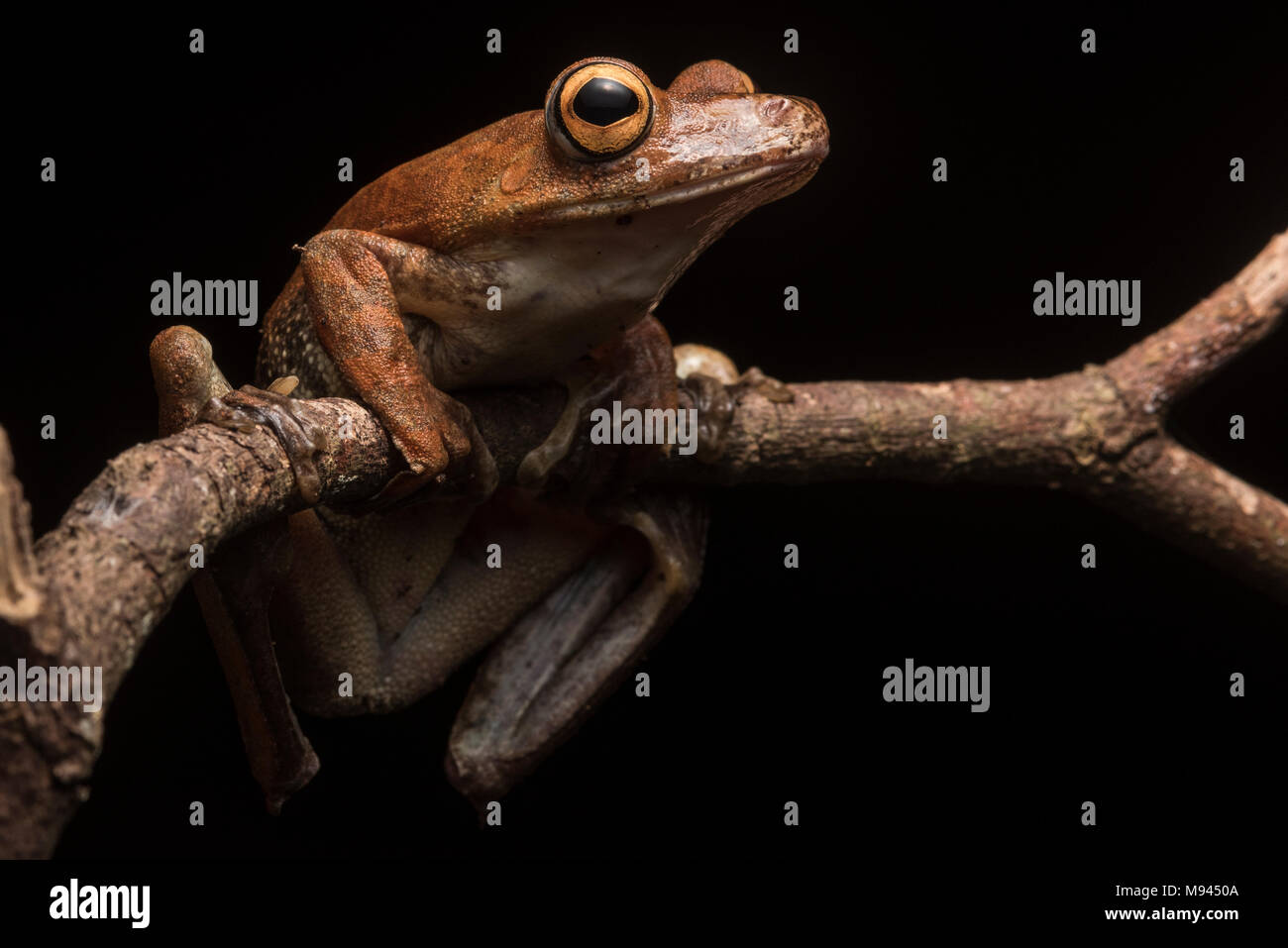 Ein rostiger Treefrog (Hypsiboas boans) aus dem Dschungel, Sie verbringen die meiste Zeit hoch oben in den Kronen & nur steigen sie spät in der Nacht. Stockfoto