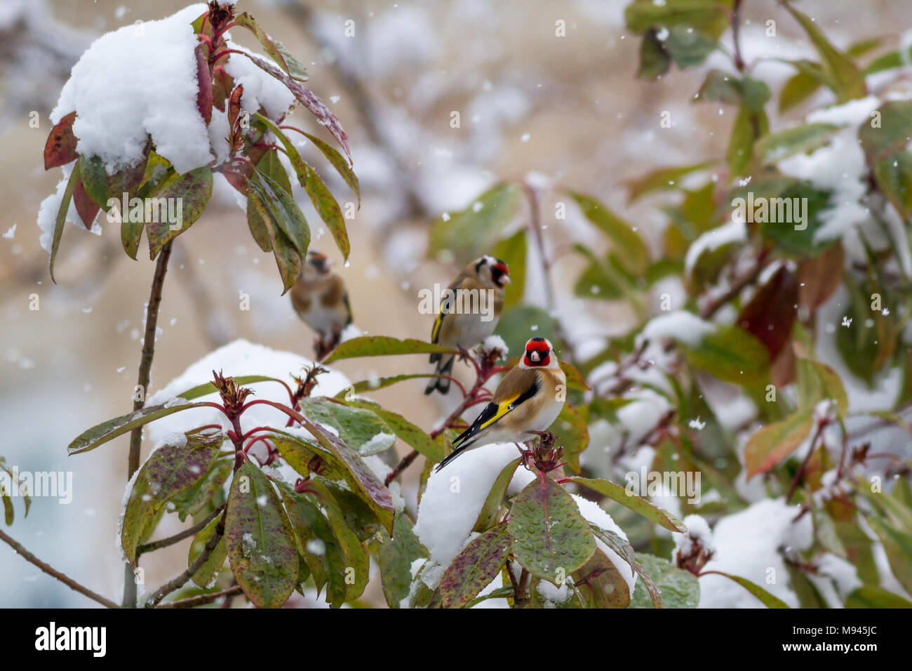 Gruppe von GOLDFINCHES in einer verschneiten Garten, während es schneit, UK wildlife Stockfoto