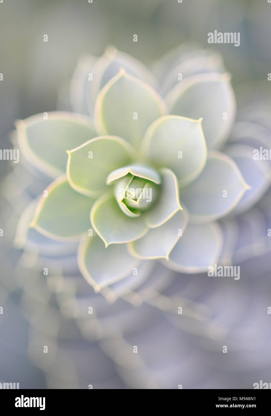 Myrtle Wolfsmilch (Euphorbia myrsinites) Stockfoto