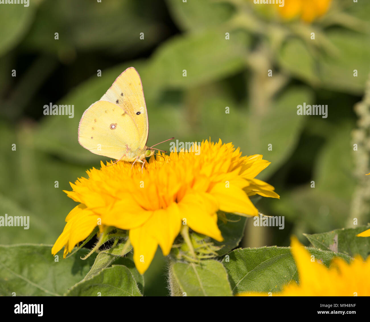 Orange Schwefel (Colias eurytheme) Ernährung auf einer Blume Stockfoto