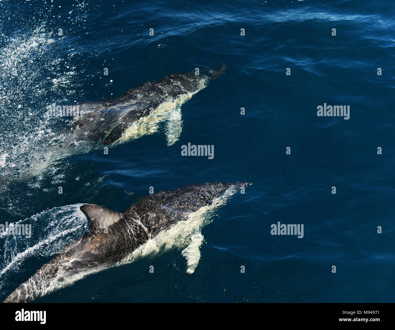 Delfine schwimmen im Hauraki Golf in der Nähe von Auckland, Neuseeland. Stockfoto