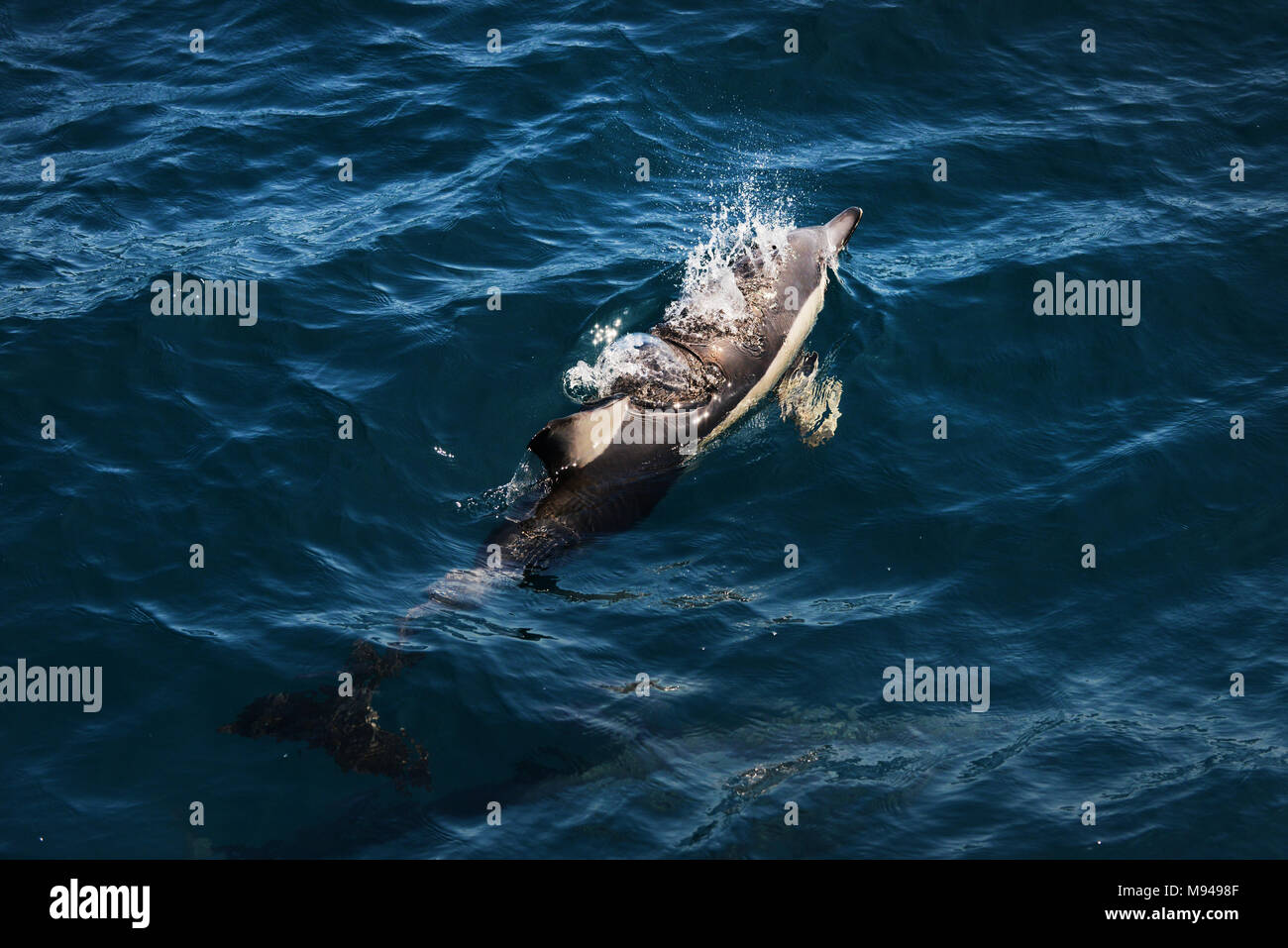 Delfine schwimmen im Hauraki Golf in der Nähe von Auckland, Neuseeland. Stockfoto