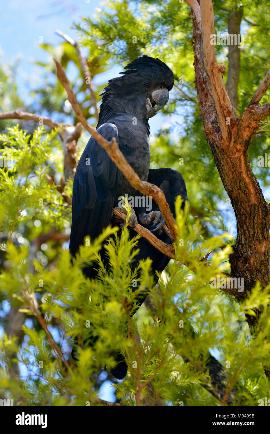 Red-tailed black Cockatoo (Calyptorhynchus banksii) Stockfoto