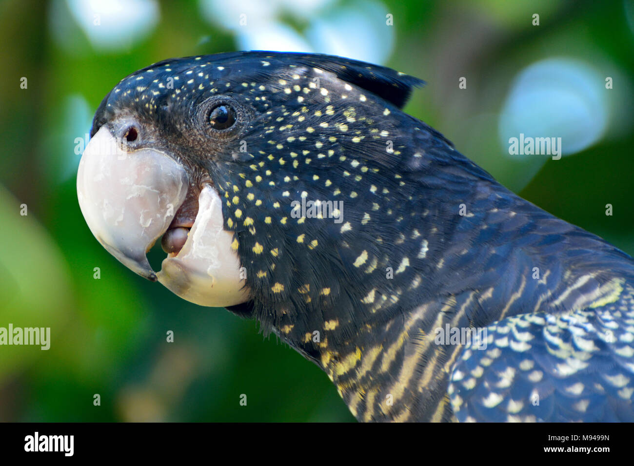 Portrait von Gelb-tailed black Cockatoo (Calyptorhynchus funereus) Stockfoto