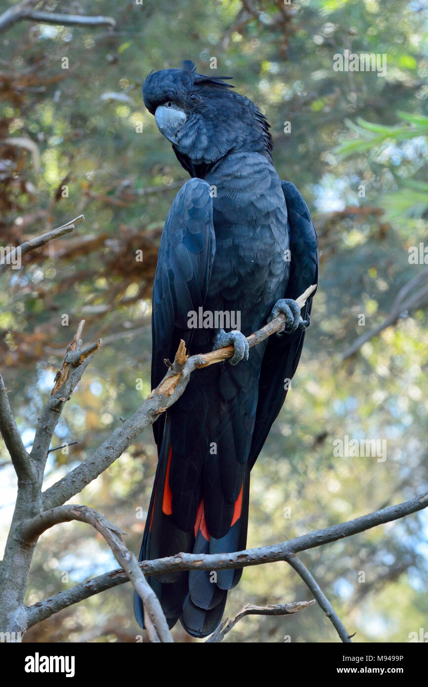 Red-tailed black Cockatoo (Calyptorhynchus banksii) Stockfoto