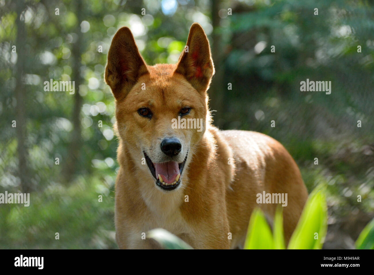 Portrait von Dingo Hund (Lupus Dingo) in Australien Stockfotografie - Alamy