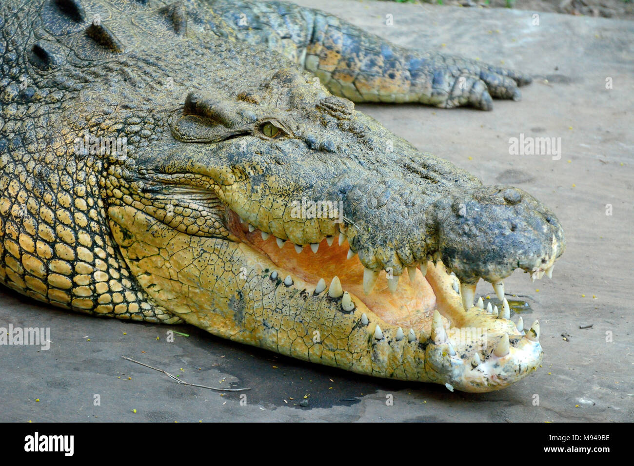 Kopf von Salzwasser Krokodil (Crocodylus porosus) mit offenen Mund. Stockfoto