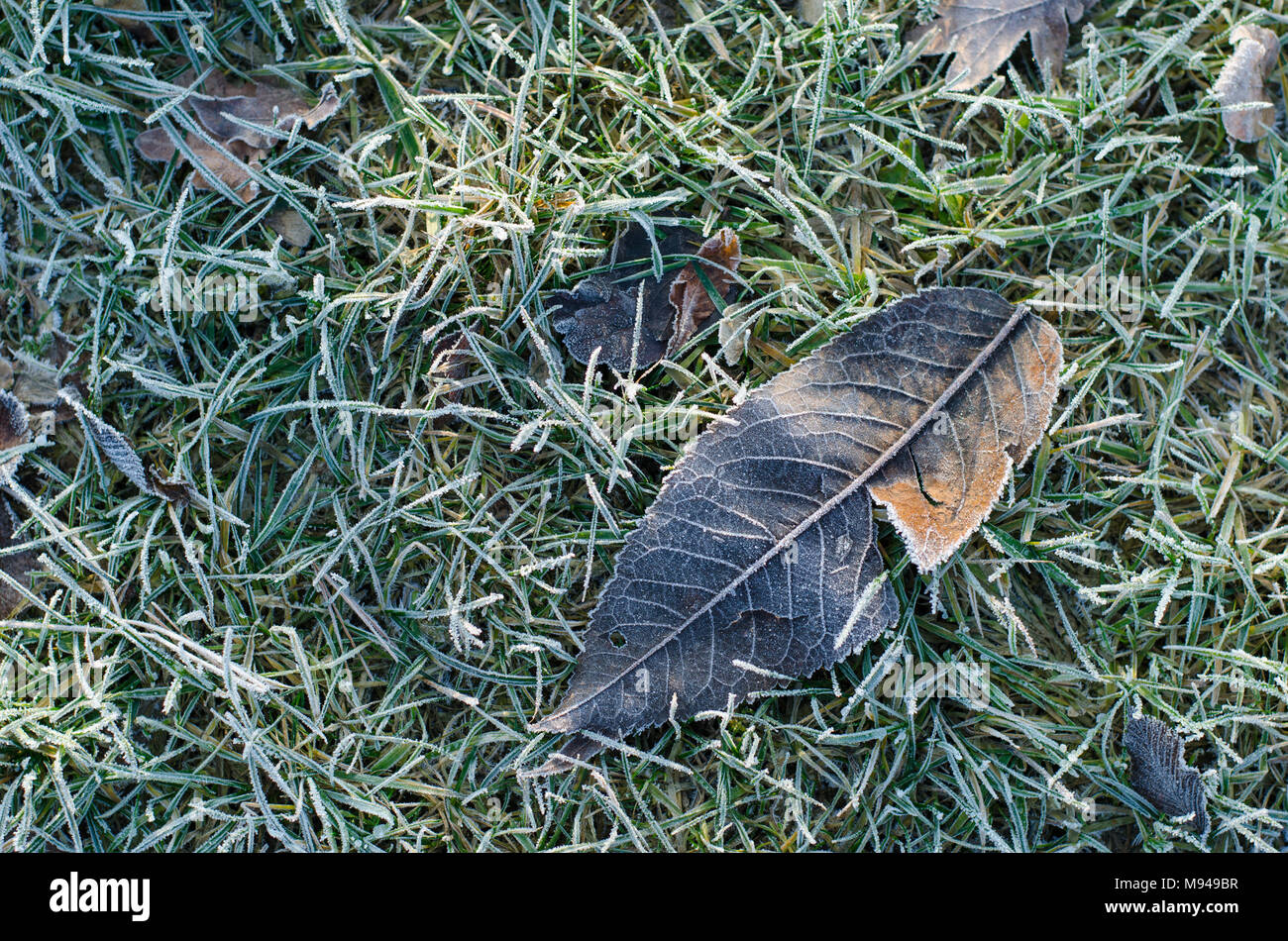 Close-up Hintergrund eines gefallenen gefroren Blatt auf Gras im Winter Stockfoto