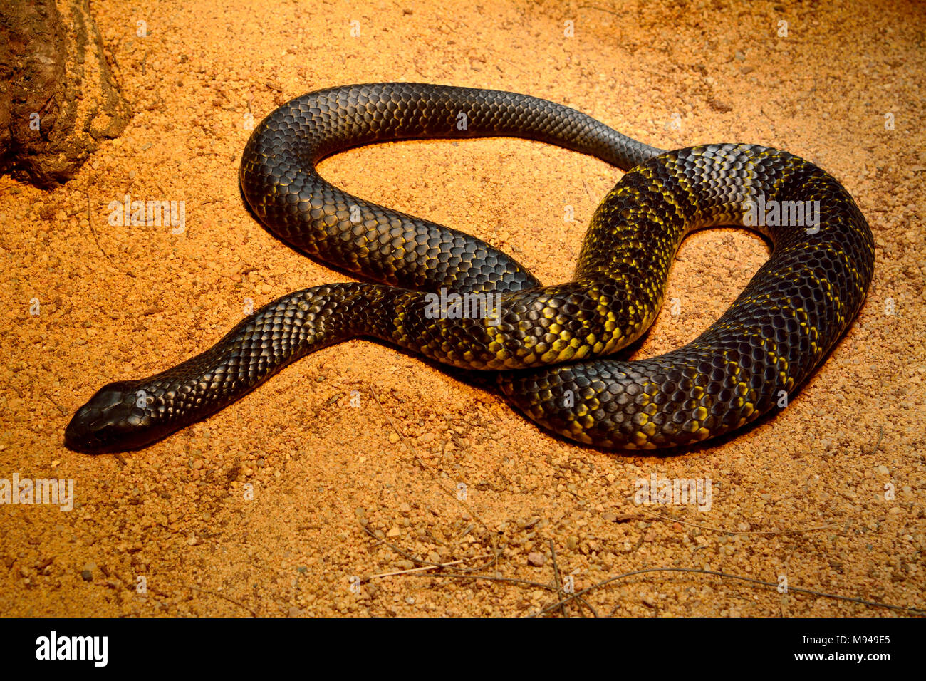 Black Tiger snake (Notechis ater humphreysi) auf braunem Sand. Stockfoto