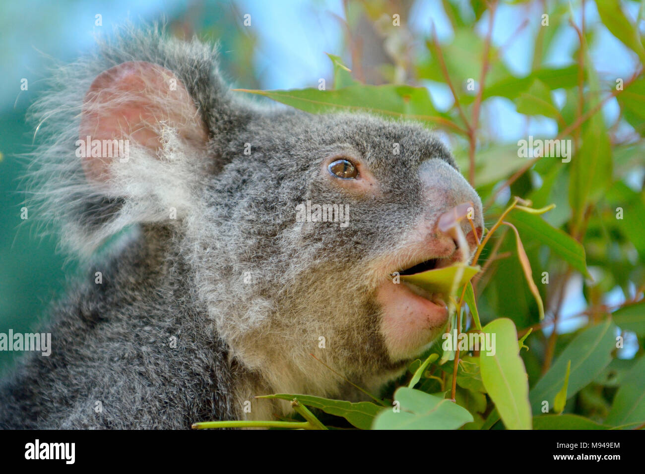 Koala essen Eukalyptus Blatt in Queensland, Australien. Stockfoto