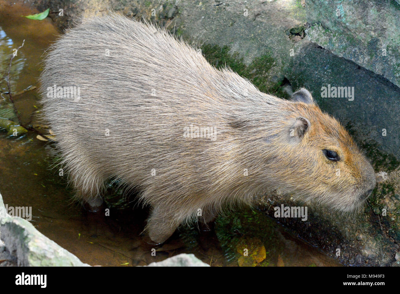 Capybara (Hydrochoerus hydrochaeris) ist eine große, semi-aquatischen Nagetier, in Zentral- und Südamerika gefunden. Stockfoto