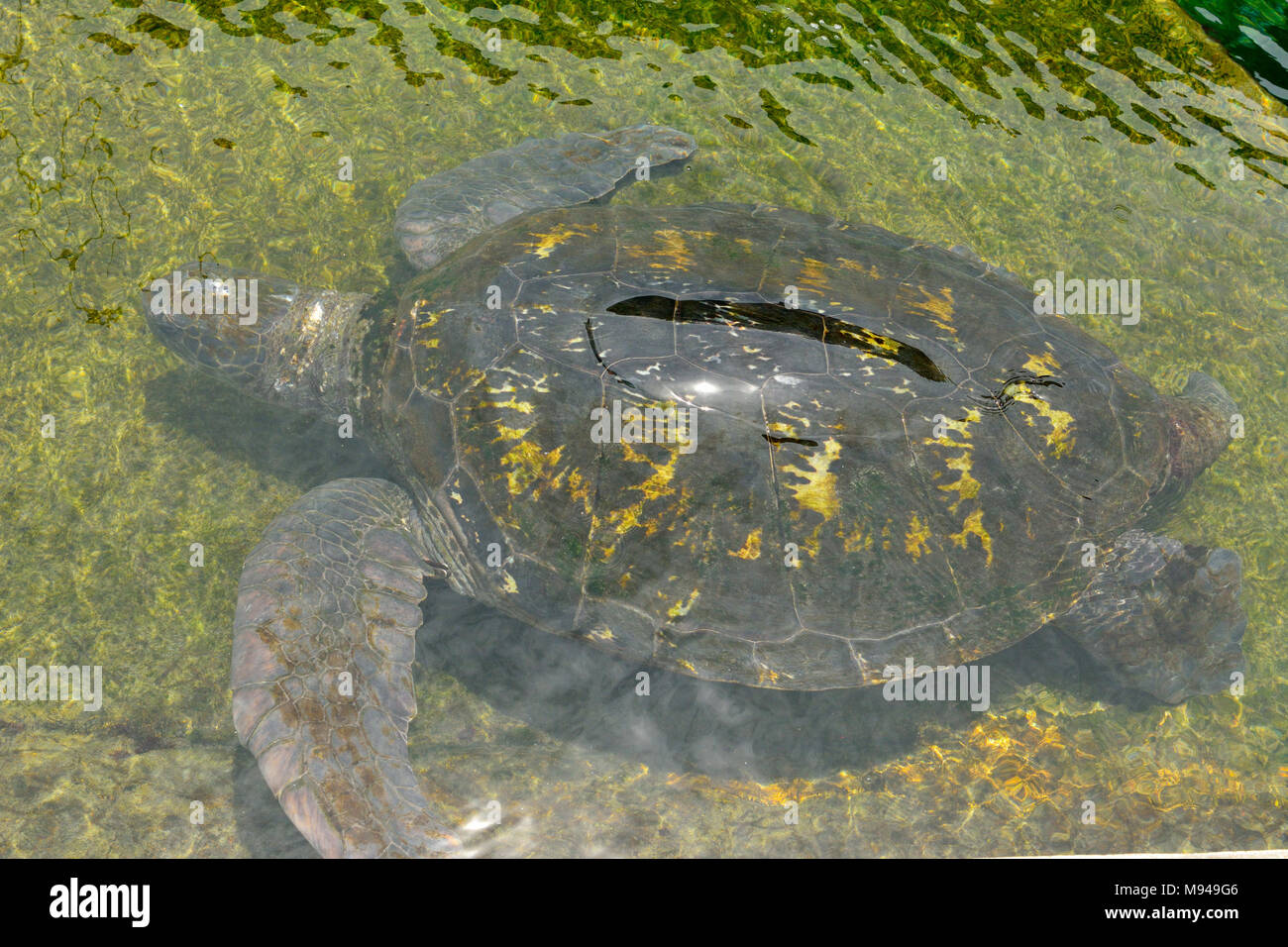 Grüne Meeresschildkröte (Chelonia mydas) unter Wasser. Stockfoto