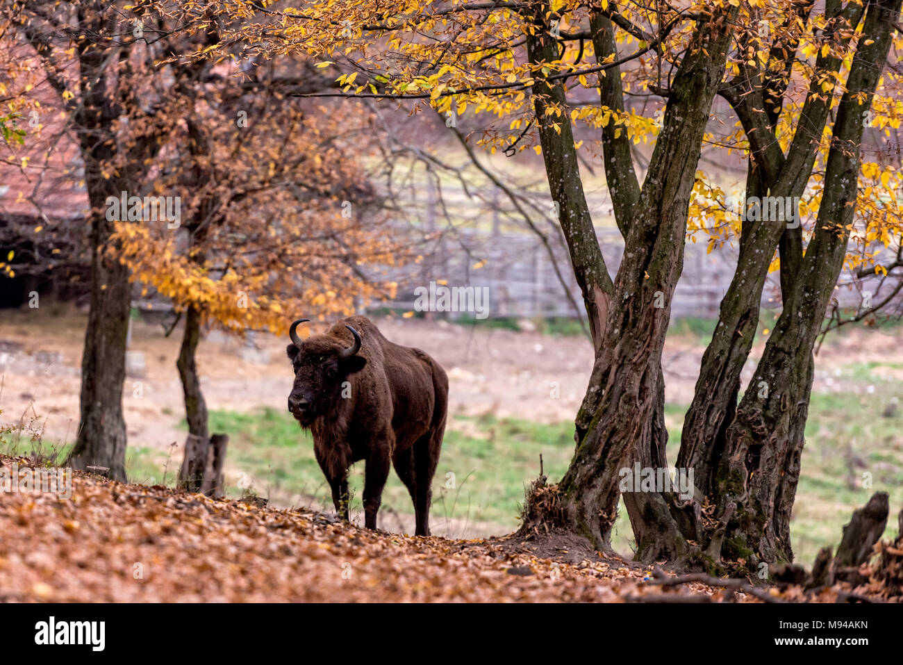 Junge bison in einem Gehäuse Park in Rumänien, Roaming ein Herbst Wald Stockfoto